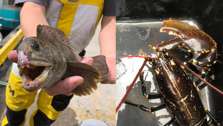 A wounded wolffish and a lobster who lost its claw after getting caught by ghost gear